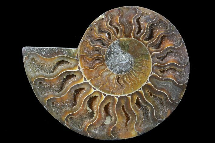 Polished Ammonite Fossil (Half) - Agatized #64990